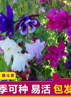 耧斗菜种子猫爪花种籽重瓣大花漏斗花籽四季播开花多年生盆栽花籽