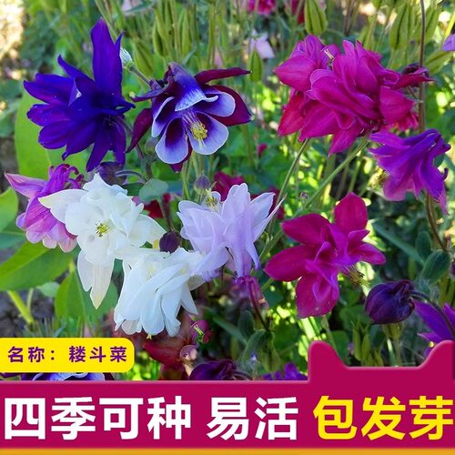 耧斗菜种子猫爪花种籽重瓣大花漏斗花籽四季播开花多年生盆栽花籽