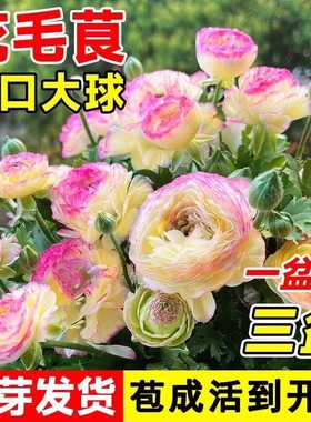 花毛茛种球洋牡丹盆栽重瓣种球根花苗种子室内外四季开花植物花卉