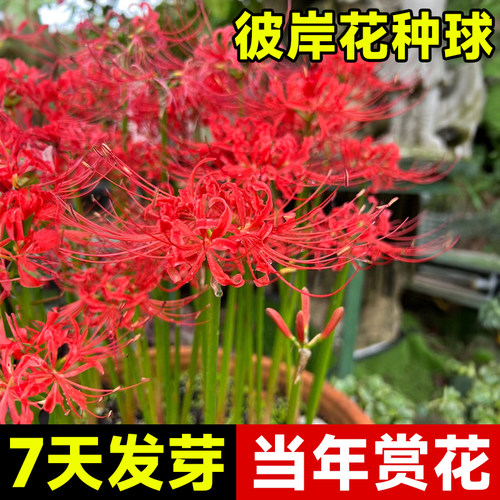 彼岸花种球曼珠沙华盆栽红花换锦石蒜大种球阳台花种子浓香晚香玉