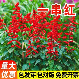 一串红种子四季春秋播种开花庭院园林高矮杆象牙红串串红花卉种籽