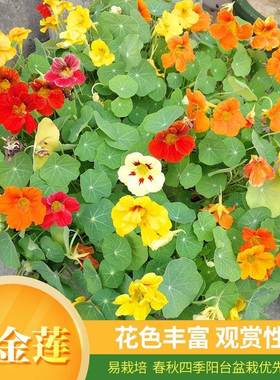 旱金莲种子旱荷花种籽子四季就开花播种爬藤庭院阳台垂吊盆栽花种