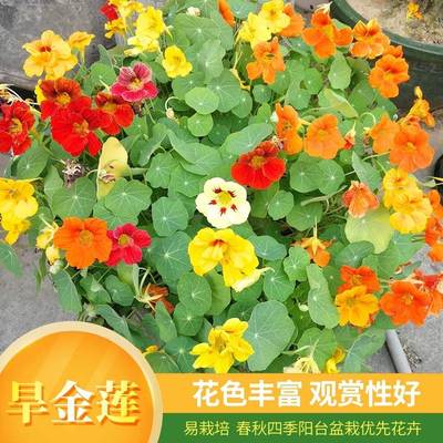 爬藤花种子旱金莲种子四季