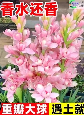 浓香型晚香玉重瓣种球多年生庭院阳台植物花卉盆栽耐寒耐热花种子