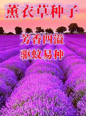 薰衣草种子狭叶普罗旺斯花种四季多年生庭院驱蚊香草阳台盆栽种孑