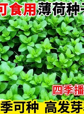 薄荷种籽子可食用四季香水留兰香猫薄荷驱蚊室内阳台盆栽香草籽苗