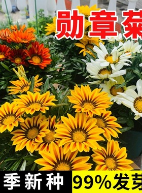 勋章菊种子四季易种多年生菊花室内外庭院盆栽花籽易活花卉花种籽