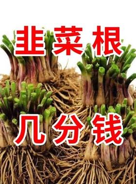 【头茬现挖】紫根韭菜根苗宽叶紫红根本地香韭菜家庭阳台耐寒