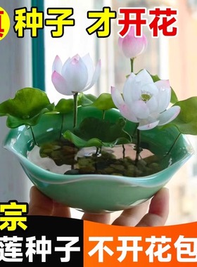碗莲种子水培花卉花种籽室内外易活四季春秋开花水养盆栽荷花睡莲
