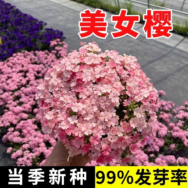 美女樱种子四季多年生播种易活花种籽室内外阳台盆栽垂吊花卉花籽