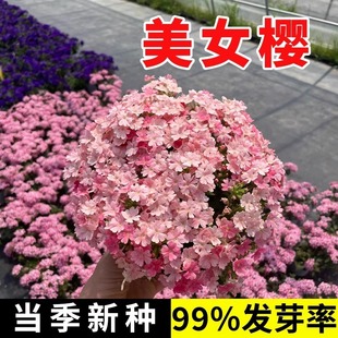 美女樱种子四季多年生播种易活花种籽室内外阳台盆栽垂吊花卉花籽