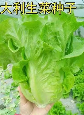 生菜籽种子四季抗热玻璃奶油生菜玻璃意大利生菜阳台庭院蔬菜种子