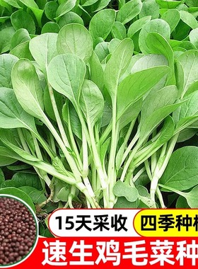 四季速生鸡毛菜种子小白菜上海青油菜种籽蔬菜种籽阳台盆栽种籽孑