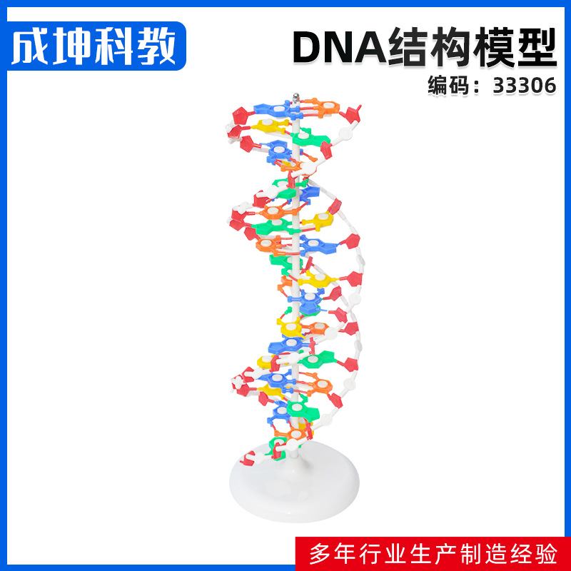供应 DNA结构模型 双螺旋高中碱基对遗传基因生物教学