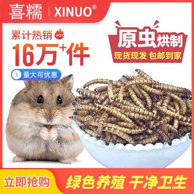 面包虫干大麦虫干烘烤宠物零食不上火大批量代发贸易全国广东包邮