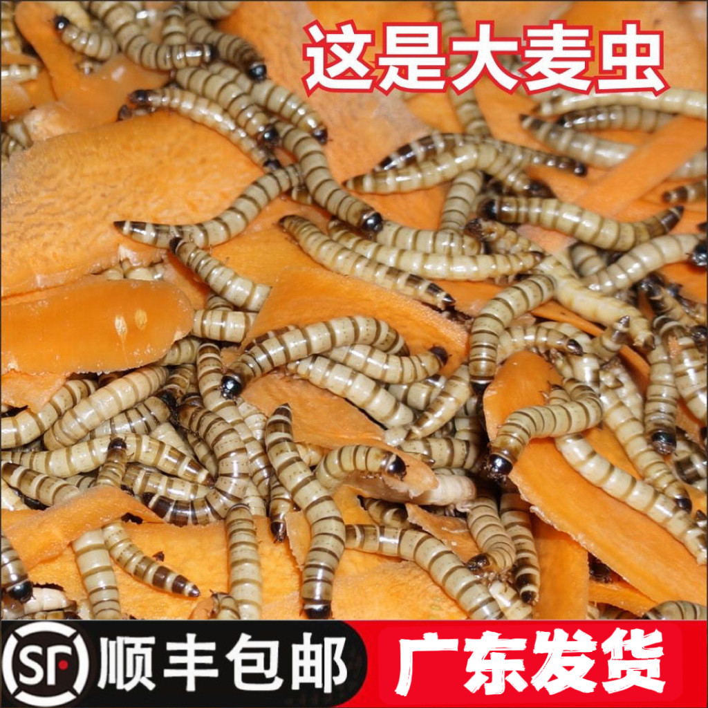 大麦虫活虫黄粉虫面包虫金龙鱼观赏鱼饲料鸟乌龟刺猬仓鼠钓鱼虫子
