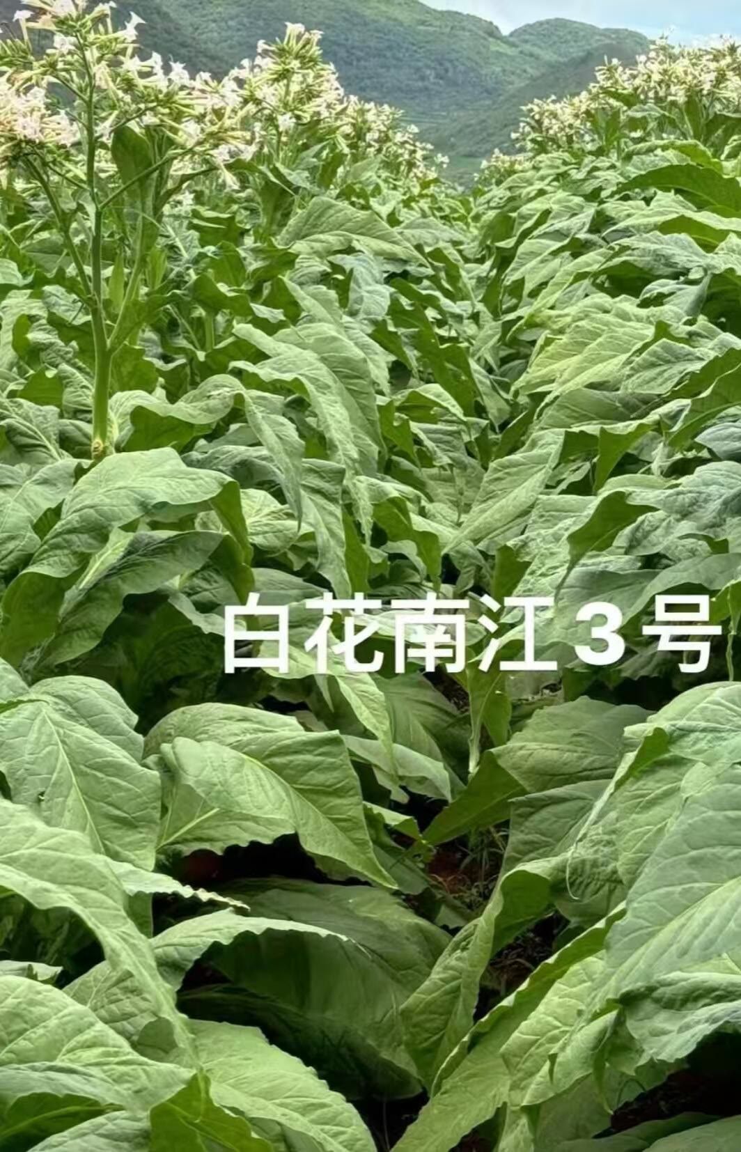 白花/南江3号颗粒状2200粒左右，适应海拔2500以下种植,鲜花速递/花卉仿真/绿植园艺,情绪植物,淘宝优惠券,粉丝福利购,淘宝优惠卷