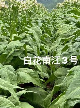 白花/南江3号颗粒状2200粒左右，适应海拔2500以下种植