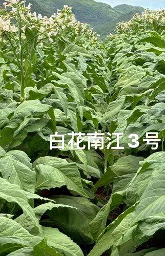 白花/南江3号颗粒状2200粒左右，适应海拔2500以下种植