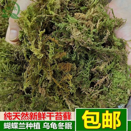 水苔苔藓销量排行榜 水苔苔藓品牌热度排名 小麦优选