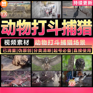 动物世界打斗捕猎杀野生动物捕食高清剪辑制作纪录片合集视频素材