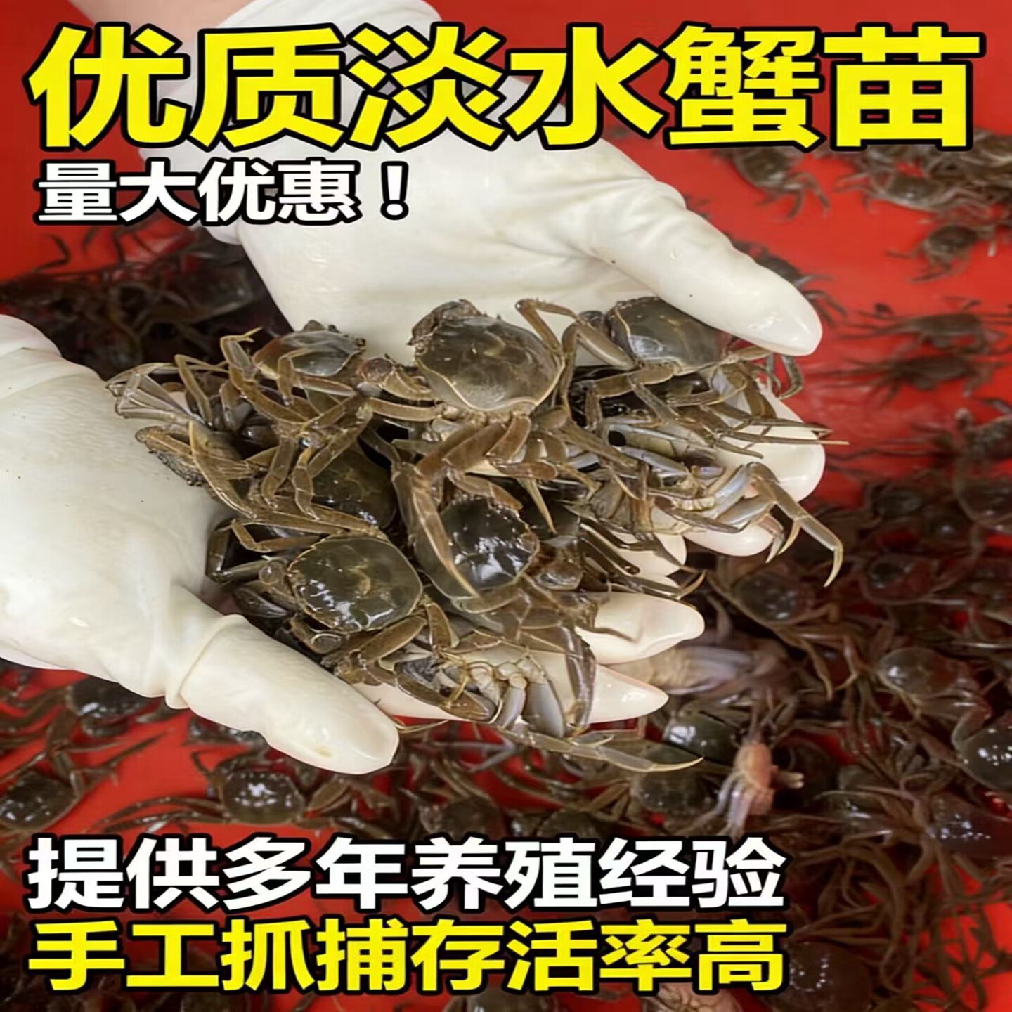 淡水蟹苗盘锦河蟹苗扣蟹大闸蟹苗活蟹小螃蟹稻田养殖蟹苗绒螯蟹苗
