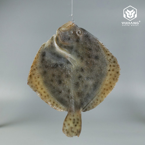 御匠梦工厂仿真多宝鱼模型