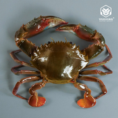 仿真赤甲红蟹螃蟹模型假海蟹石甲红模具仿真海鲜石蟹花盖蟹模型