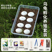 乌龟蛋孵化套装 小宠物可孵化草龟巴西龟蛋儿童节礼物小学生受精蛋