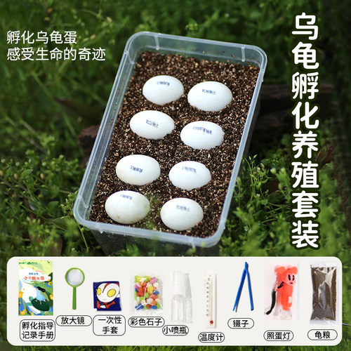 乌龟蛋可孵化套装学生儿童宠物