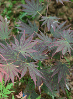 东京Acer palmatum‘Johin' 日本枫树
