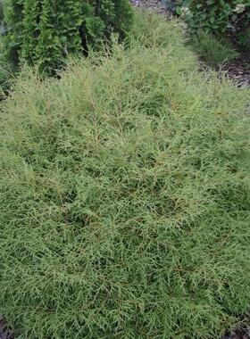 叶树 北美香柏 保龄球先生 Thuja.Thuja occ Mr Bowling Ball