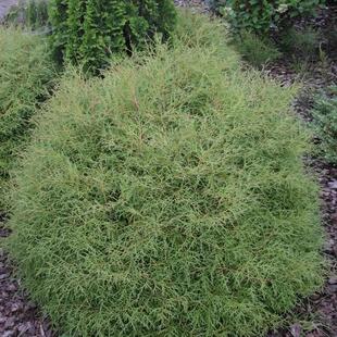 叶树 北美香柏 保龄球先生 Thuja.Thuja occ Mr Bowling Ball