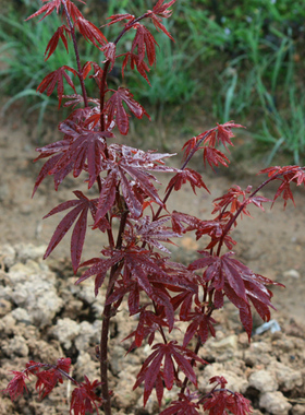 选手 Acer amoenum 'Skeeter's Broom' 日本枫树