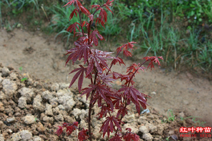 选手 Acer amoenum 'Skeeter's Broom' 日本枫树