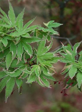 松枝Acer palmatum ‘Matsugae'日本枫树