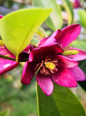 含笑：皇家长袍Michelia crassipes 'Royal Robes'