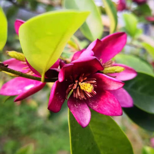 含笑：皇家长袍Michelia crassipes 'Royal Robes'