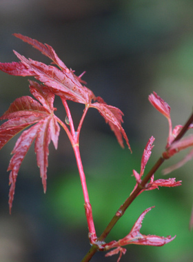 静涯  Acer palmatum‘Seigai'  日本枫树