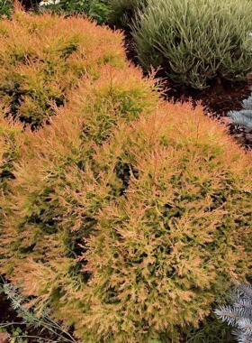 针叶树 北美香柏 消防队长 Thuja occidentalis 'Fire Chief'