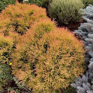 针叶树 北美香柏 消防队长 Thuja occidentalis 'Fire Chief'