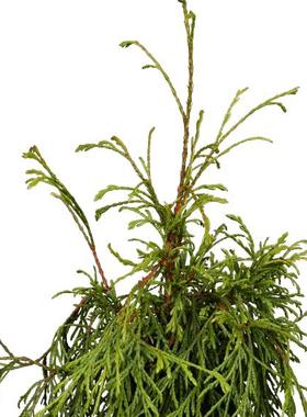 针叶树 北美乔柏 美丽卡格 Thuja plicata 'Kager's Beauty'