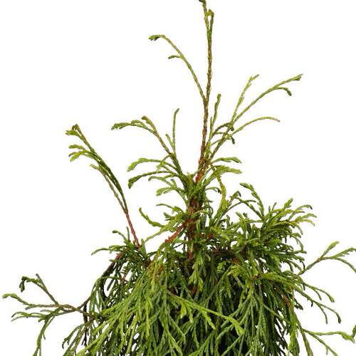 针叶树 北美乔柏 美丽卡格 Thuja plicata 'Kager's Beauty'