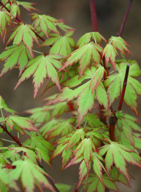 白斑锦 Acer palmatum‘Shirofu nishiki' 金叶枫类