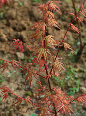 夕富士Acer palmatum‘Yu fuji' 日本枫树