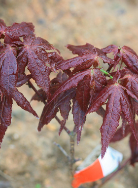 对 palmatum ‘Omato'：紫叶日本枫类