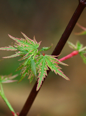 日笠山 Acer palmatum‘hikasa yama '日本枫树