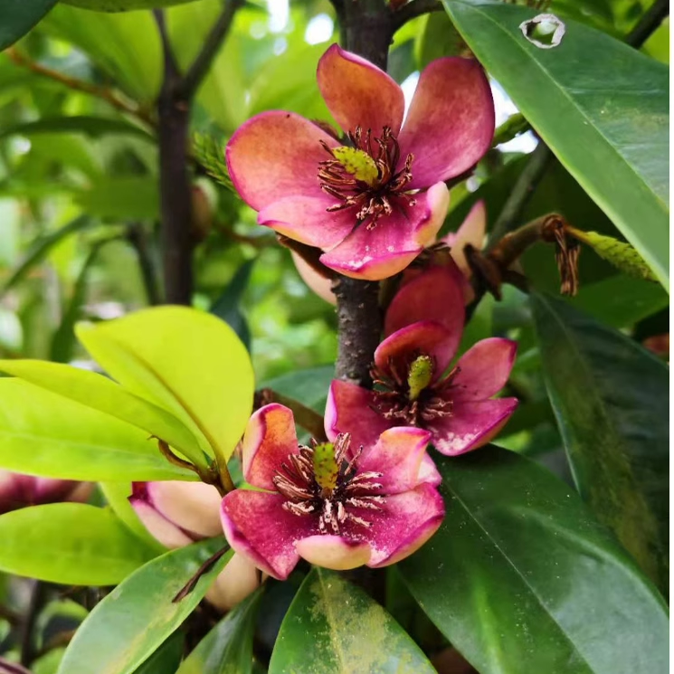 含笑：菲戈港葡萄酒Michelia Figo Port Wine Magnolia