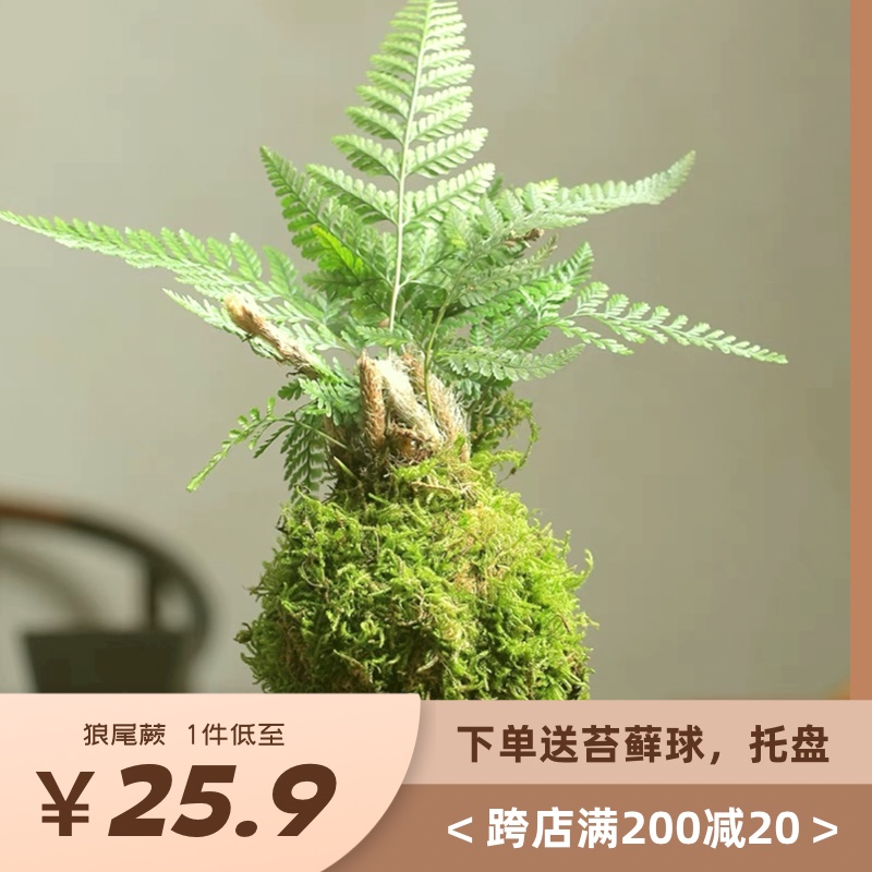 苔藓微景观DIY材料 网纹草单颗植物鲜活绿植生态缸水陆缸造景蕨类