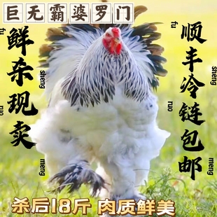 纯种婆罗门巨型梵天鲜肉12斤装鸡肉鲜杀包邮